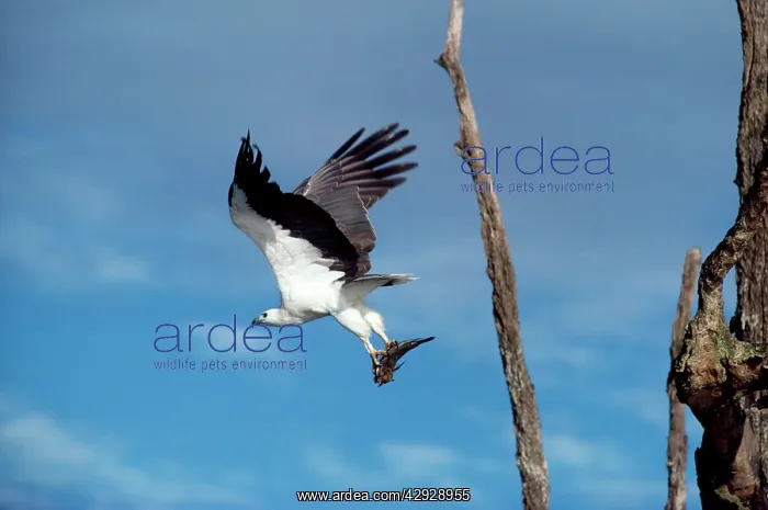 : White-breasted / White-bellied Sea-Eagle - adult : White-breasted / White-bellied Sea-Eagle - adult