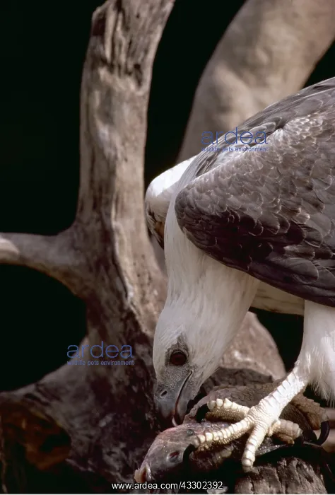 : White-breasted / White-bellied Sea-Eagle - Eating Fish : White-breasted / White-bellied Sea-Eagle - Eating Fish
