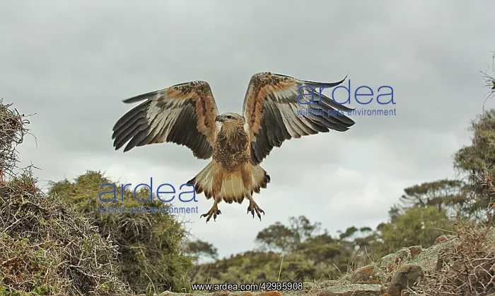 : White-breasted / White-bellied Sea-Eagle - juvenile : White-breasted / White-bellied Sea-Eagle - juvenile