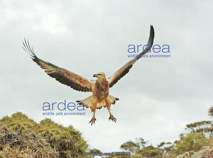 : White-breasted / White-bellied Sea-Eagle - juvenile : White-breasted / White-bellied Sea-Eagle - juvenile