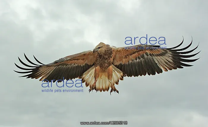 : White-breasted / White-bellied Sea-Eagle - juvenile : White-breasted / White-bellied Sea-Eagle - juvenile