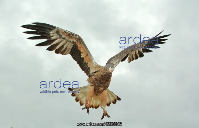 : White-breasted  /  White-bellied Sea-Eagle - juvenile