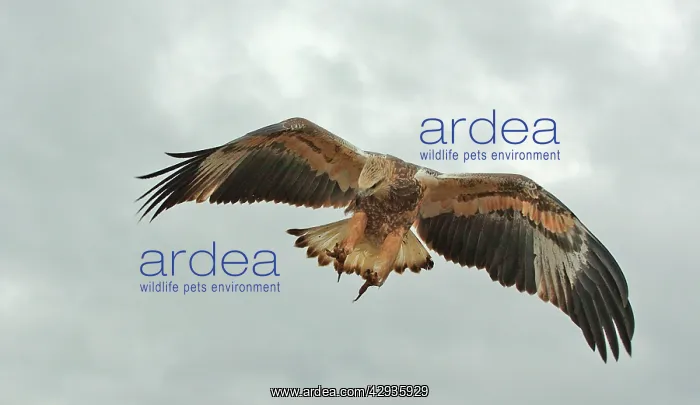 : White-breasted / White-bellied Sea-Eagle - juvenile : White-breasted / White-bellied Sea-Eagle - juvenile