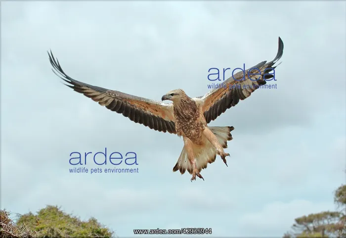 : White-breasted / White-bellied Sea-Eagle - juvenile : White-breasted / White-bellied Sea-Eagle - juvenile