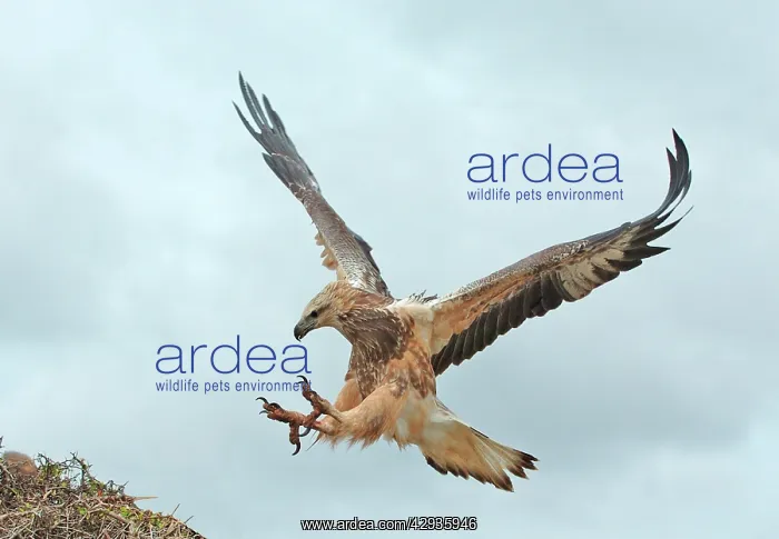 : White-breasted / White-bellied Sea-Eagle - juvenile : White-breasted / White-bellied Sea-Eagle - juvenile