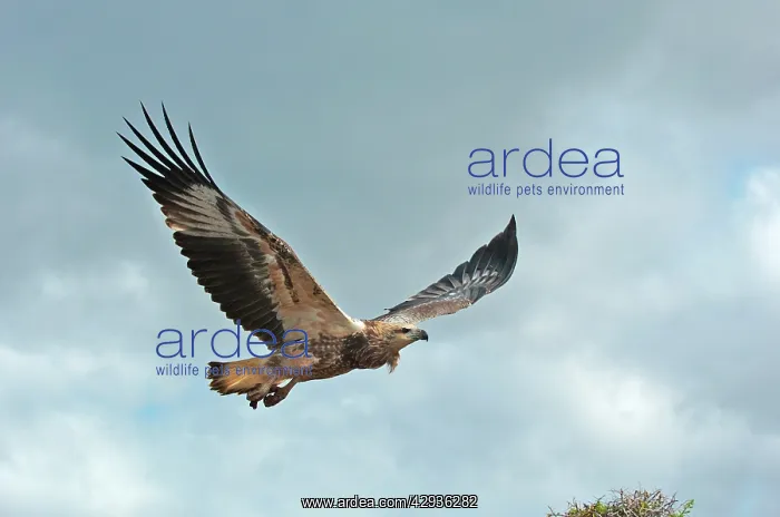 : White-breasted / White-bellied Sea-Eagle - juvenile : White-breasted / White-bellied Sea-Eagle - juvenile