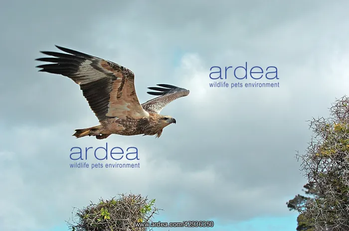 : White-breasted / White-bellied Sea-Eagle - juvenile : White-breasted / White-bellied Sea-Eagle - juvenile
