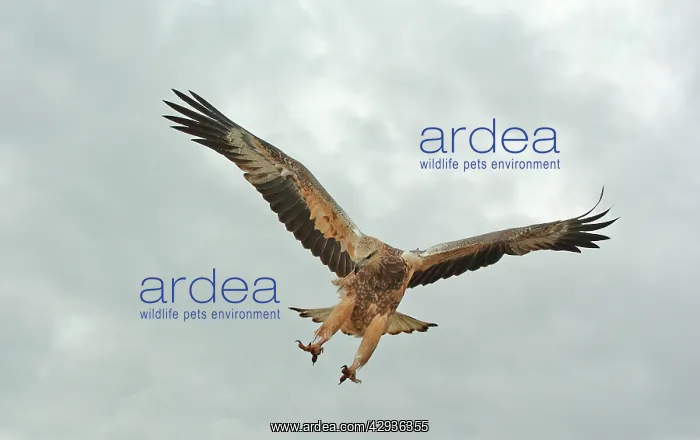 : White-breasted / White-bellied Sea-Eagle - juvenile : White-breasted / White-bellied Sea-Eagle - juvenile