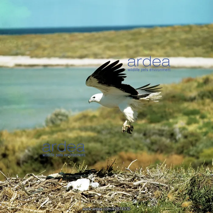 : White-breasted / White-bellied Sea Eagle - landing at eyrie : White-breasted / White-bellied Sea Eagle - landing at eyrie