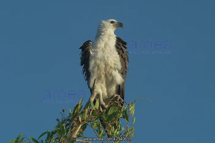 : White-breasted / White-bellied Sea-Eagle - Perched on tree : White-breasted / White-bellied Sea-Eagle - Perched on tree