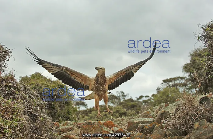 : White-breasted / White-bellied Sea-Eagle - young : White-breasted / White-bellied Sea-Eagle - young
