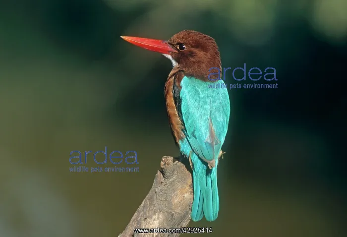 : White breasted / White throated Kingfisher - perched : White breasted / White throated Kingfisher - perched