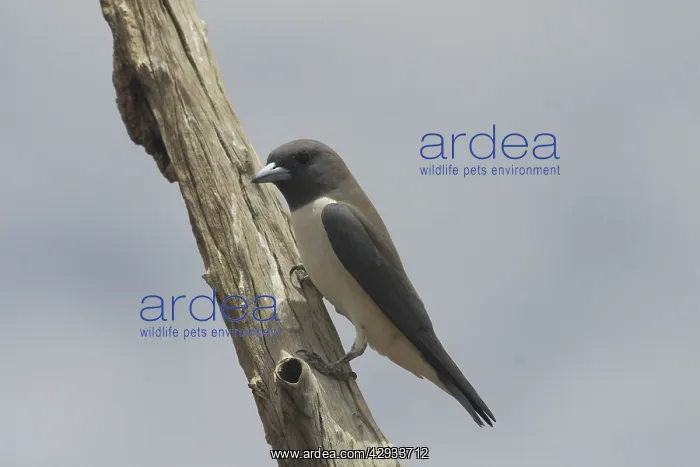: White-breasted Woodswallow : White-breasted Woodswallow