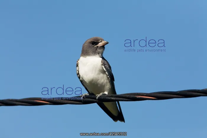 : White-breasted Woodswallow : White-breasted Woodswallow