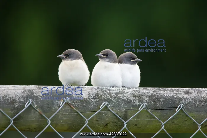 : White-breasted Woodswallow Chicks - Three fledgling : White-breasted Woodswallow Chicks - Three fledgling