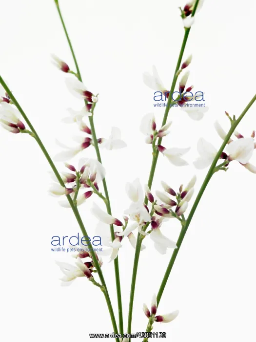 : White broom : White broom