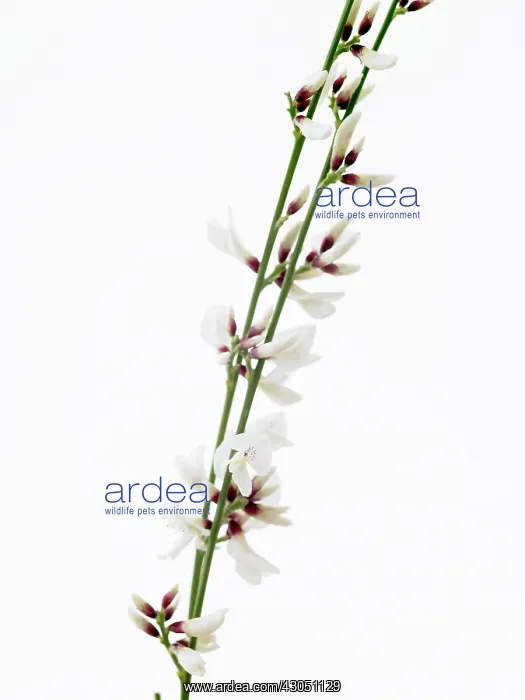 : White broom : White broom