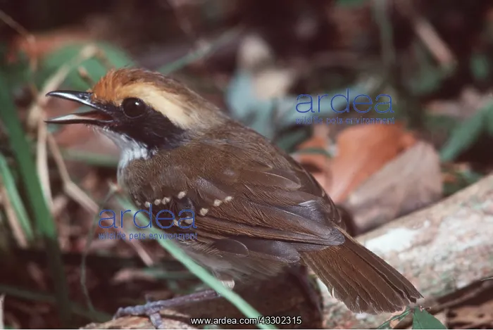 : WHITE BROWED ANTBIRD - female : WHITE BROWED ANTBIRD - female