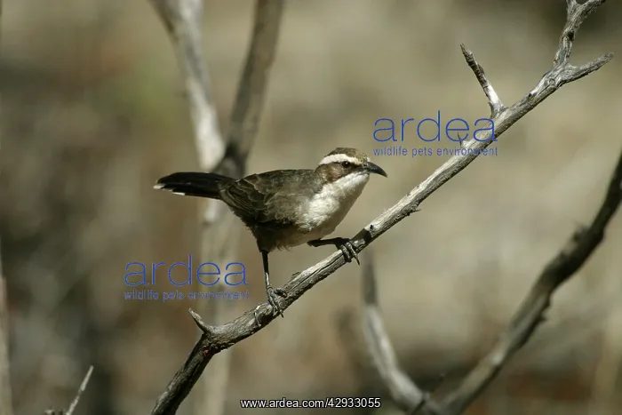 : White-browed Babbler : White-browed Babbler