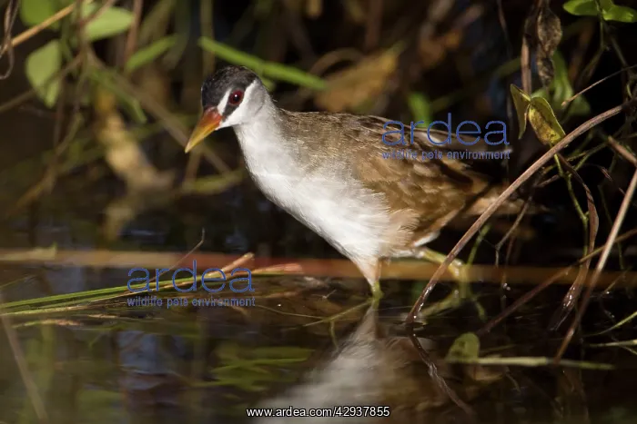 : White-browed Crake : White-browed Crake