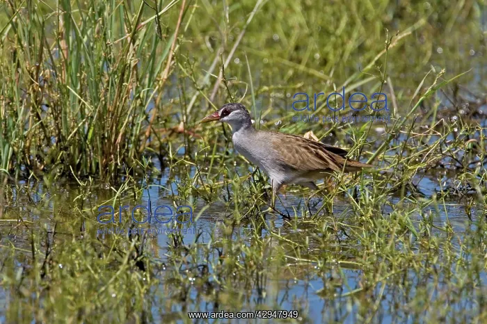  : White-browed Crake