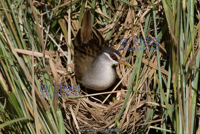 : White-browed Crake coming onto nest : White-browed Crake coming onto nest