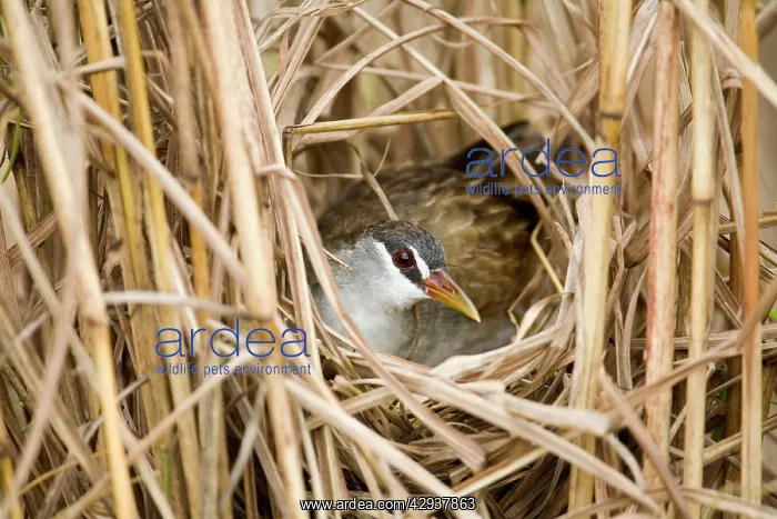 : White-browed Crake - incubating 5 eggs : White-browed Crake - incubating 5 eggs