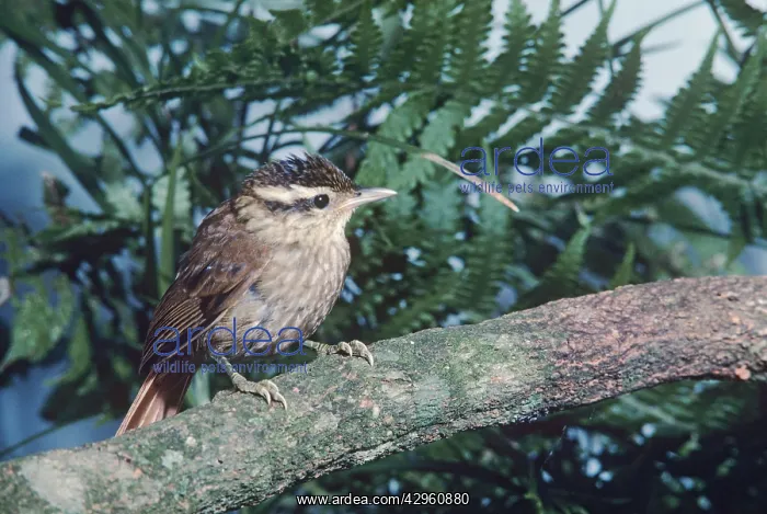 : White-browed Foliage-Gleaner : White-browed Foliage-Gleaner
