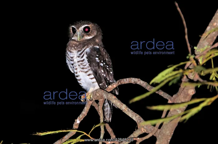 : White-browed Hawk-Owl : White-browed Hawk-Owl