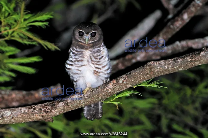 : White-browed Hawk-Owl : White-browed Hawk-Owl