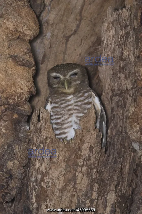 : White-browed owl : White-browed owl