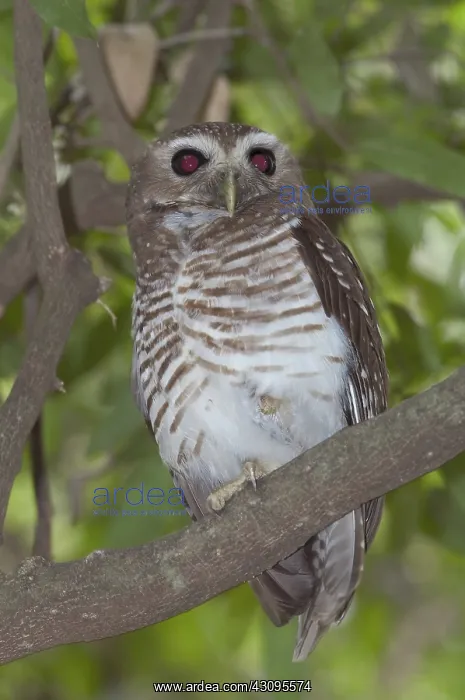 : White-browed owl : White-browed owl