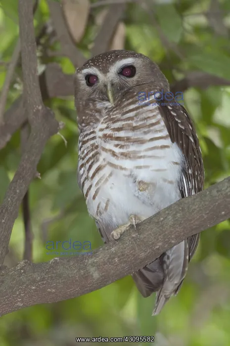 : White-browed owl : White-browed owl