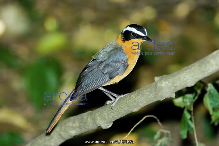 : White-browed Robin-chat : White-browed Robin-chat
