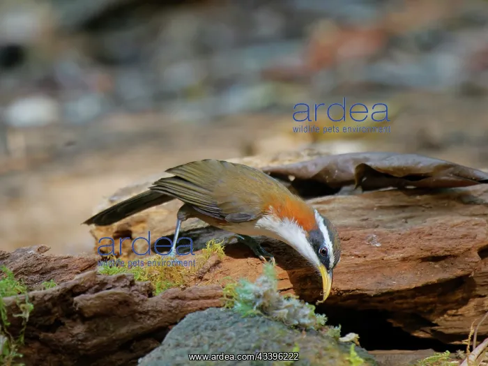 : White Browed Scimitar Babbler Pomatorhinus schisticeps : White Browed Scimitar Babbler Pomatorhinus schisticeps
