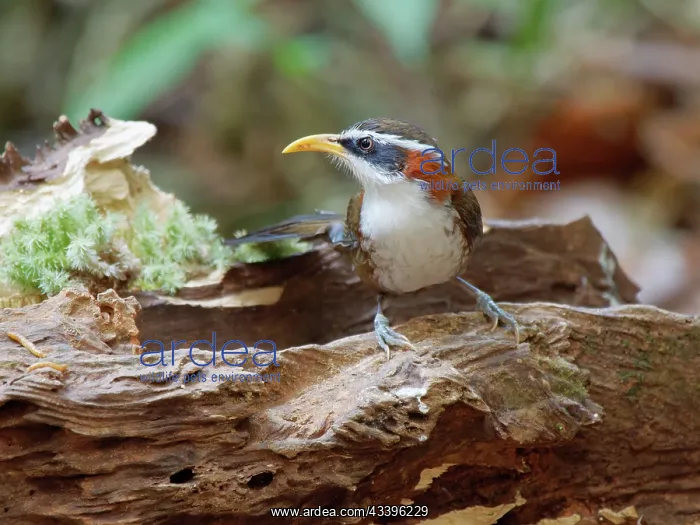 : White Browed Scimitar Babbler Pomatorhinus schisticeps : White Browed Scimitar Babbler Pomatorhinus schisticeps