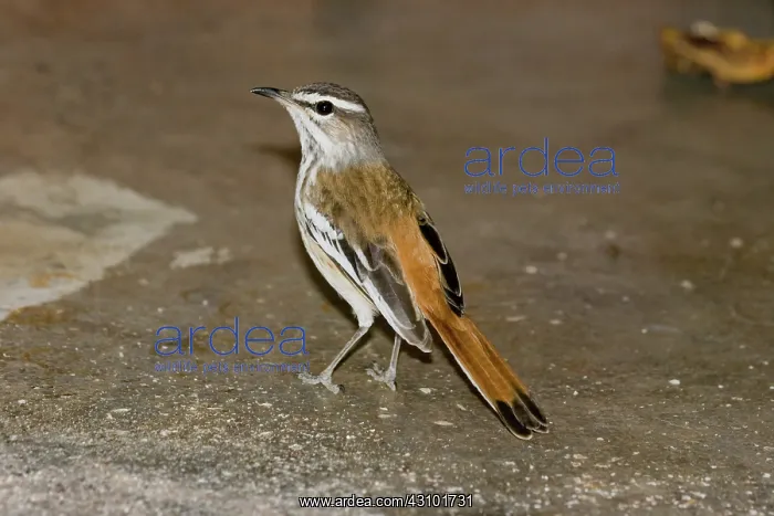 : White-browed Scrub Robin : White-browed Scrub Robin