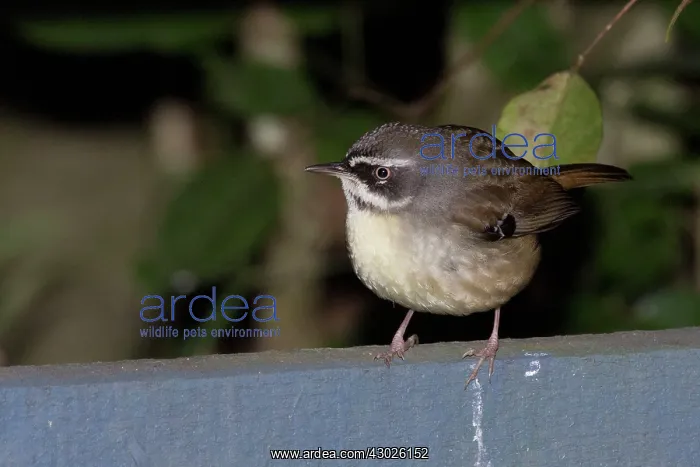 : White-browed Scrubwren : White-browed Scrubwren