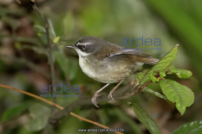 : White-browed Scrubwren : White-browed Scrubwren