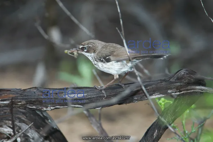 : White-browed Scrubwren with food in mouth : White-browed Scrubwren with food in mouth
