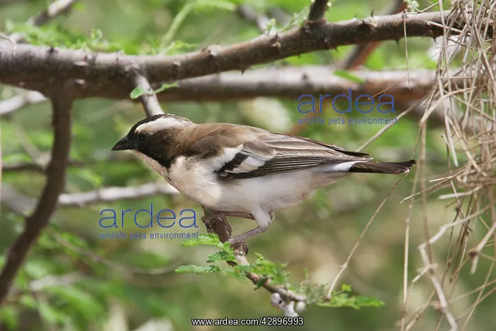  : White-browed Sparrow-Weaver