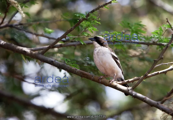 : White-browed Sparrow-Weaver : White-browed Sparrow-Weaver