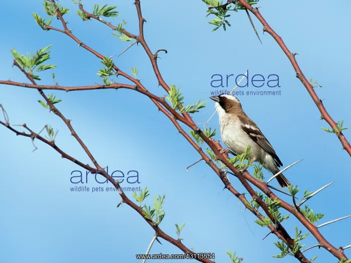 : White-browed Sparrow-Weaver : White-browed Sparrow-Weaver