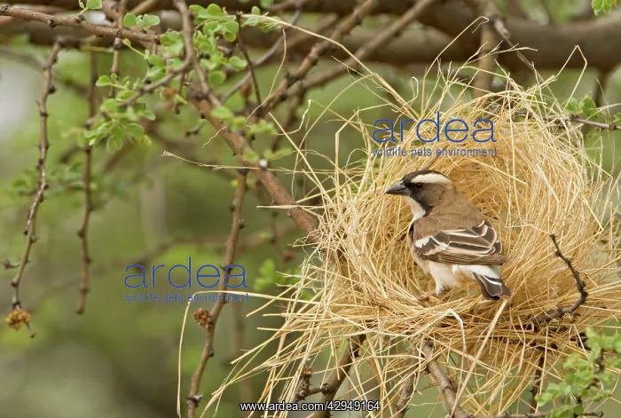 : White Browed Sparrow Weaver - Constructing a decoy nest : White Browed Sparrow Weaver - Constructing a decoy nest