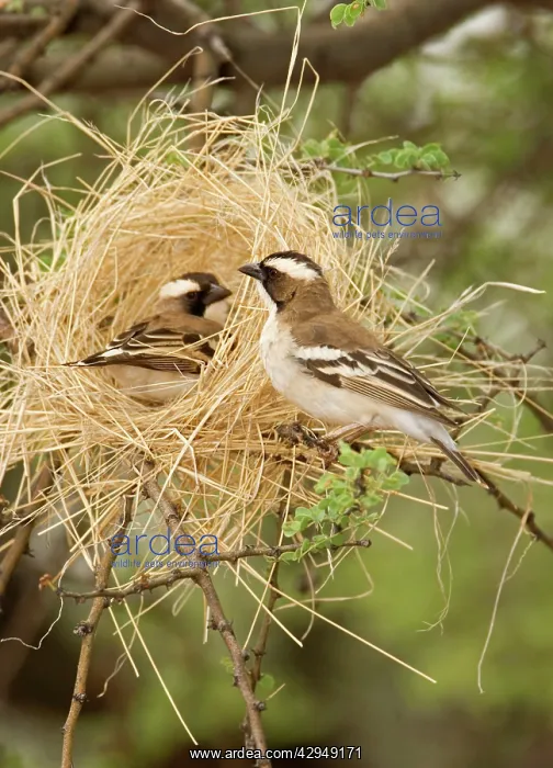 : White Browed Sparrow Weaver - Constructing a decoy nest : White Browed Sparrow Weaver - Constructing a decoy nest