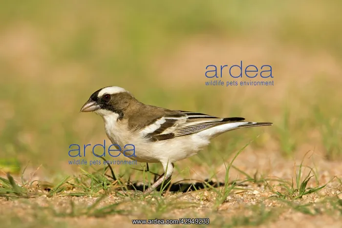 : White Browed Sparrow Weaver - Foraging after rain : White Browed Sparrow Weaver - Foraging after rain