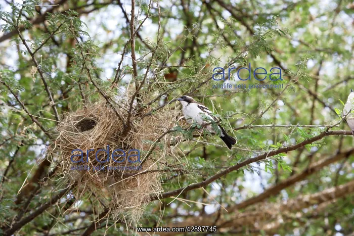 : White-browed Sparrow-Weaver - at nest : White-browed Sparrow-Weaver - at nest