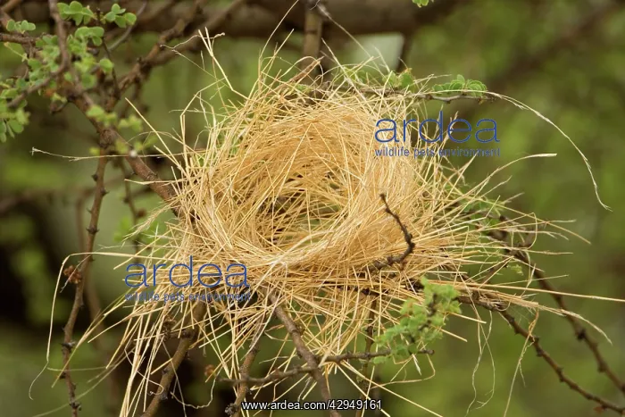: White Browed Sparrow Weaver Nest - Half completed : White Browed Sparrow Weaver Nest - Half completed