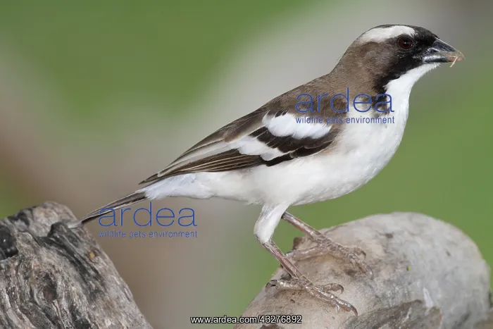 : White-browed Sparrow-weaver (Plocepasser mahali) : White-browed Sparrow-weaver (Plocepasser mahali)