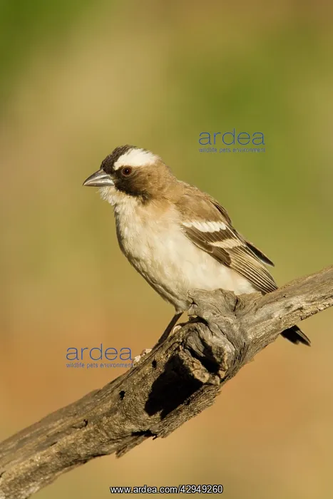 : White Browed Sparrow Weaver - Portrait : White Browed Sparrow Weaver - Portrait